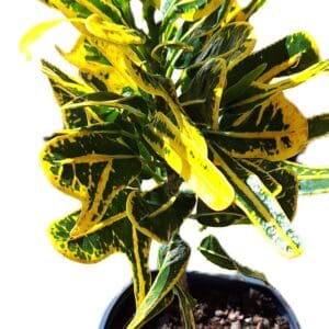 Banana Croton Live Tropical Plant 8” Starter – Fresh Florida Houseplant Air Purifier.
