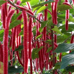 Giant Chenille Plant (Acalypha hispida) – 12–14" Starter Plant, Florida‑Grown, Attracts Hummingbirds