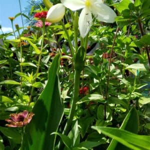 Crinum lily, St. Christopher 4 FT. Lily Jagus Bulb, Tropical White