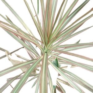 Madagascar Dragon Tree Silver Tri‑Color Live 12" Rooted Houseplant – Easy Indoor Air‑Purifying Plant