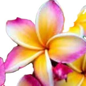 Rainbow Plumeria Frangipani Tree – 14" Rooted Starter – Tropical Fragrant Flowering Plant – Florida Grown