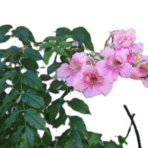 Queen of Sheba Pink Trumpet Vine – Podranea ricasoliana – 18–20” Rooted Live
