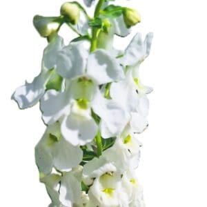 Angelonia "White Summer" 18-inch Tall mature Blooming Plants