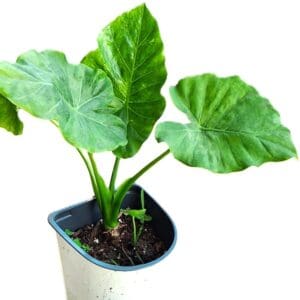 Alocasia Regina Tropical Elephant Ear 18" starter plant