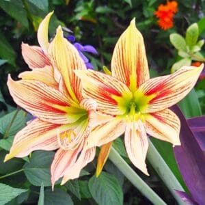 Papilio Butterfly Amaryllis Seeds 20 per Bag