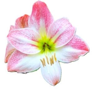 Pink Amaryllis 2026 Seeds "Blushing Bride" 10 per Pack for Planting