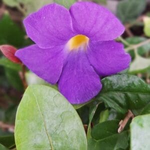 King’s Mantle Purple Flower – Live Plant 6–8”