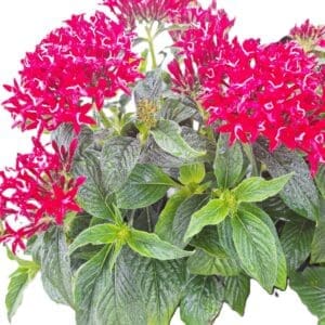 Pentas Egyptian Star Cluster 14” Blooming Live Plants Pink, Red or Purple Butterfly Garden Flowers